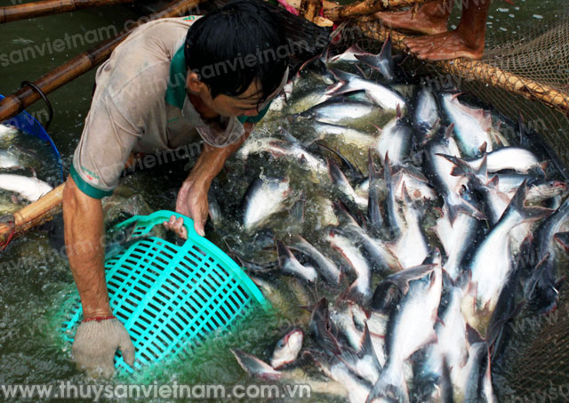 Nuôi cá theo tiêu chuẩn VietGAP đem lại hiệu quả tích cực  Tạp chí Thủy  sản Việt Nam