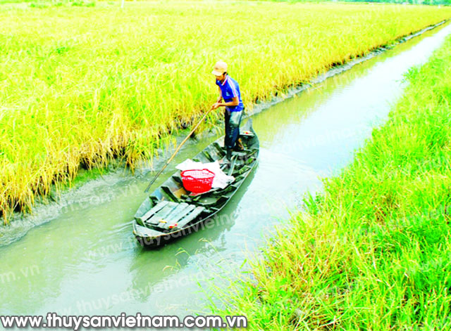 Luân canh mô hình nuôi tôm lúa xã vùng sâu Vĩnh Phong đã khá giả  Dân Việt