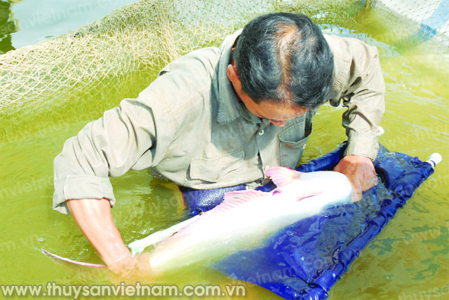 Tiền Giang chăn nuôi cá tra theo mô hình VietGAP