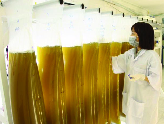 Sản xuất tảo chất lượng cao vô trùng cho tôm giống vinhthinh biostadt