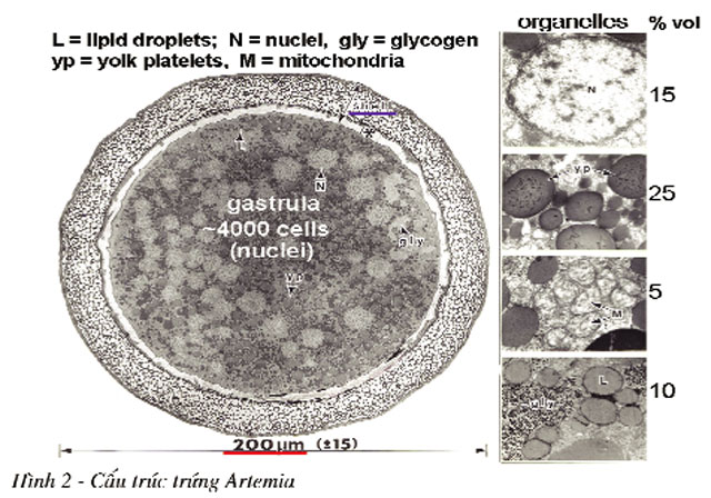 vitellus phương pháp mới sử dụng trứng artemia trong ương nuôi ấu trùng tôm cá