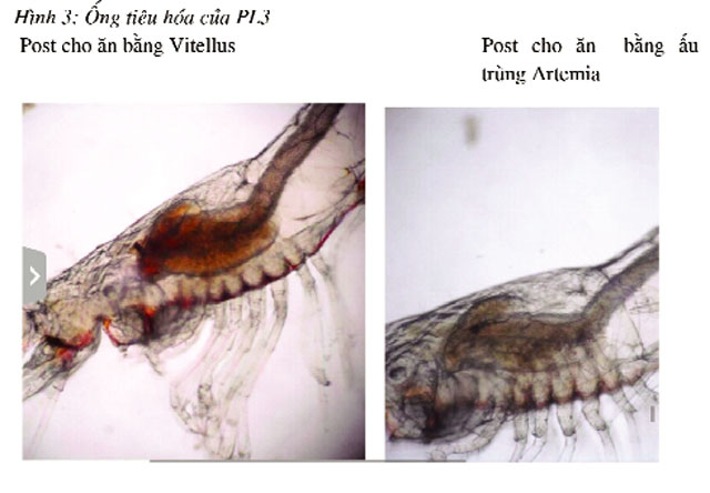 vitellus phương pháp mới sử dụng trứng artemia trong ương nuôi ấu trùng tôm cá