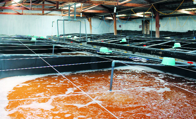 bể ương tôm giống công ty tôm giống hoàng vinh