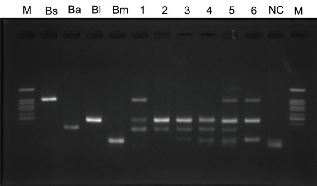 Hình 1. Một trong những kết quả điện di trong nghiên cứu ứng dụng multiplex PCR kiểm nghiệm các chủng vi khuẩn Bacillus  trong các chế phẩm vi sinh dùng trong nuôi tôm.