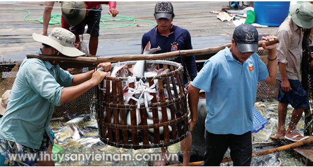 Người nuôi cá tra ở ĐBSCL vẫn gặp khó   Ảnh: An Đăng