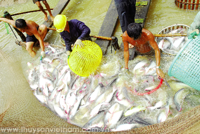 cá tra đồng bằng sông cửu long cá tra đồng bằng sông cửu long