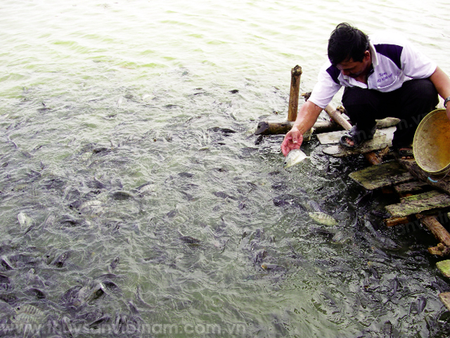 tin tặc nuôi cá rô phi bằng thuốc trừ sâu